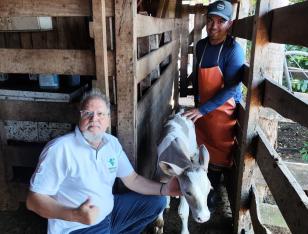 Primeiro bezerro da raça Purunã com 48 kg nasce em Goioerê