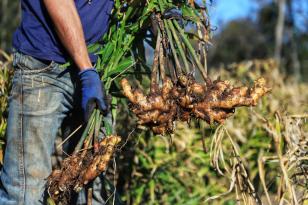  IDR-PR organiza evento nacional com foco em extensão e pesquisa agropecuária 