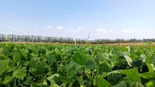  IDR-Paraná lança cultivar de feijão em Ponta Grossa 