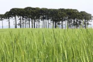  Paraná deve ter safra recorde de 550 mil toneladas de cevada em 2026 