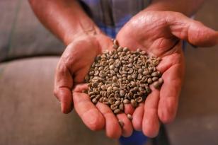 Café mais barato na prateleira e soja em alta nas exportações, mostra boletim do Deral
