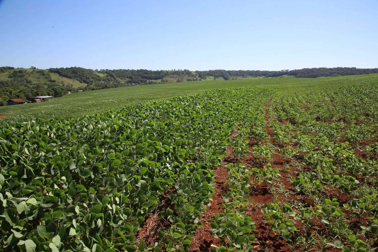 Plantação de Soja