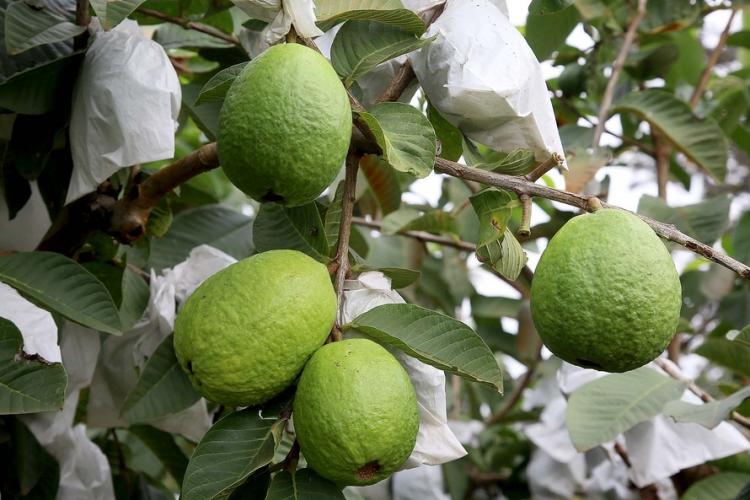 Goiaba de Carlópolis será exportada para a Europa