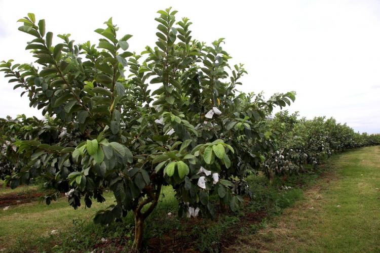 Goiaba de Carlópolis será exportada para a Europa