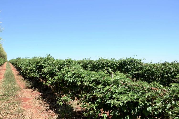 Novo empreendimento vai gerar renda e agregar valor à fruticultura