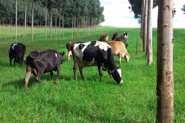 O Projeto Leite, de assistência aos pequenos produtores da região de Francisco Beltrão, resultou no aumento da produção de quase de 3 mil litros por mês por propriedade.