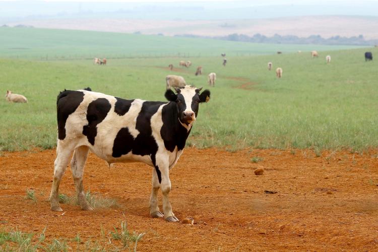 Campanha de Atualização de Rebanho termina dia 30