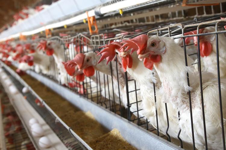 Atualização cadastral de animais termina no próximo sábado