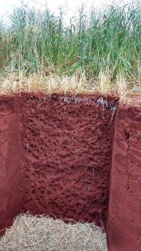 produtores adotam tecnologia de monitoramento da qualidade do manejo dos solos e o uso de plantas de adubação verde