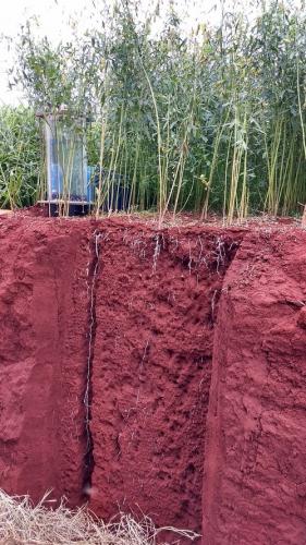 produtores adotam tecnologia de monitoramento da qualidade do manejo dos solos e o uso de plantas de adubação verde