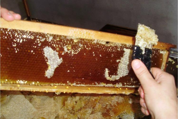 Estado é o segundo maior produtor do País, atrás apenas do Rio Grande do Sul.