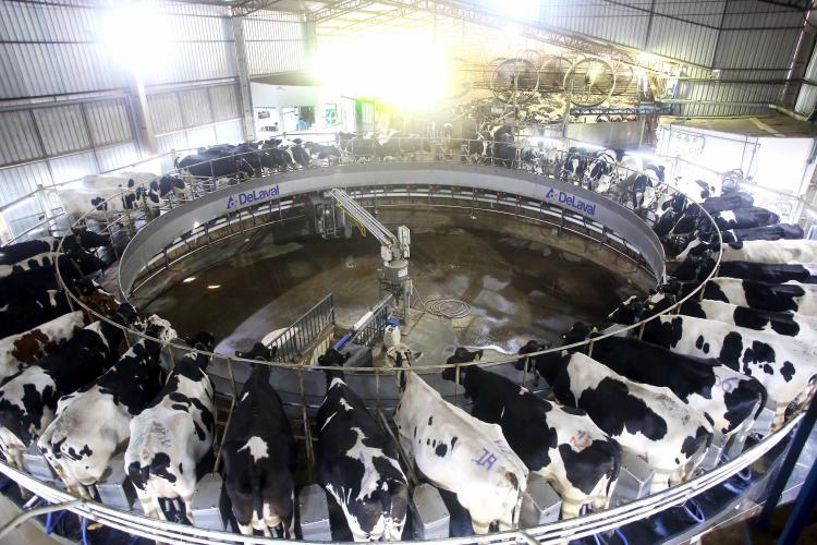 O desempenho do Paraná em produção de proteínas no terceiro trimestre reforçam o Estado como um dos principais do Brasil neste setor.