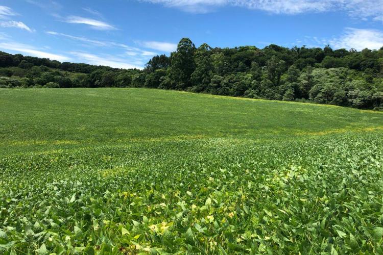 Além de colherem muito bem, eles conseguiram reduzir as despesas com produtos químicos. Isso foi possível graças ao Manejo Integrado de Pragas e de Doenças, estratégia difundida pelos extensionistas