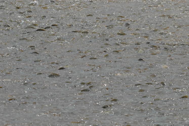 PR amplia liderança na produção de pescados