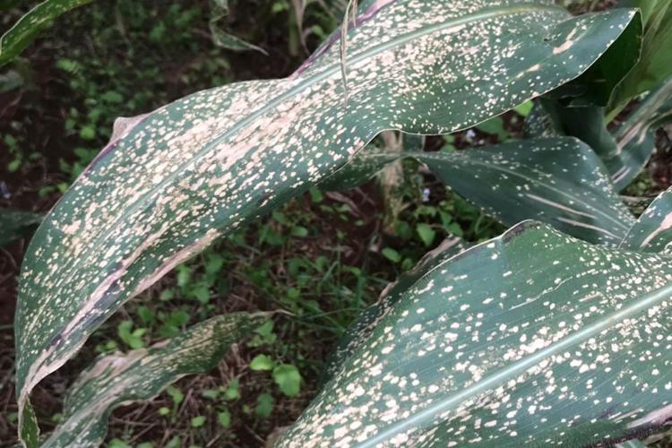 Publicações avaliam controle da mancha branca do milho