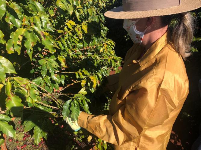 Mulheres unem-se para produzir café de qualidade