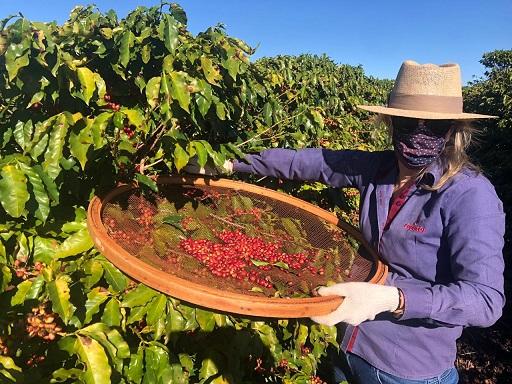 Mulheres unem-se para produzir café de qualidade