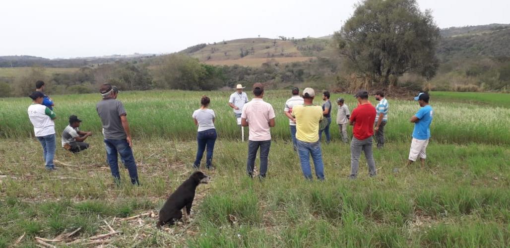 Dia de campo da aveia