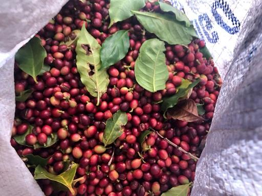 Mulheres unem-se para produzir café de qualidade