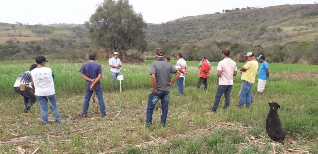 Dia de campo da aveia