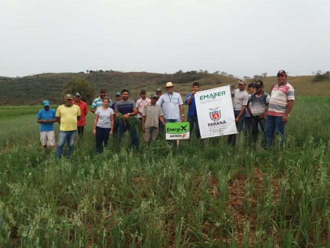 Dia de campo da aveia