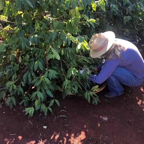 Mulheres unem-se para produzir café de qualidade