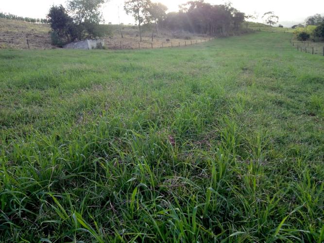 Dia de campo da aveia