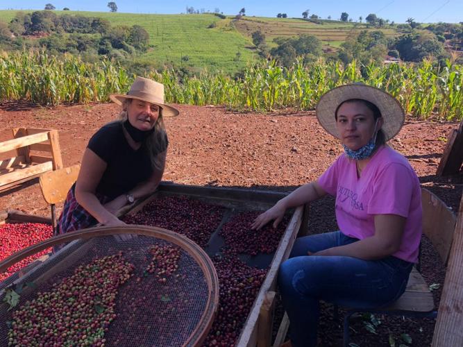 Mulheres unem-se para produzir café de qualidade