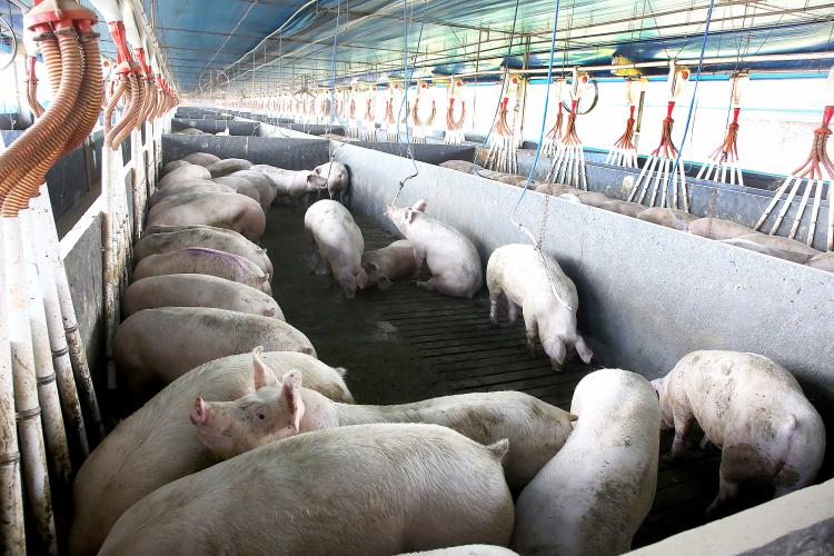 suinocultura