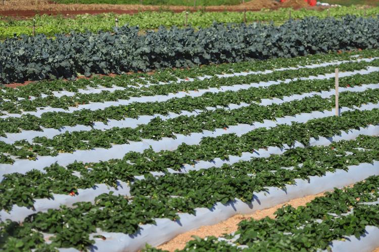 agricultura familiar