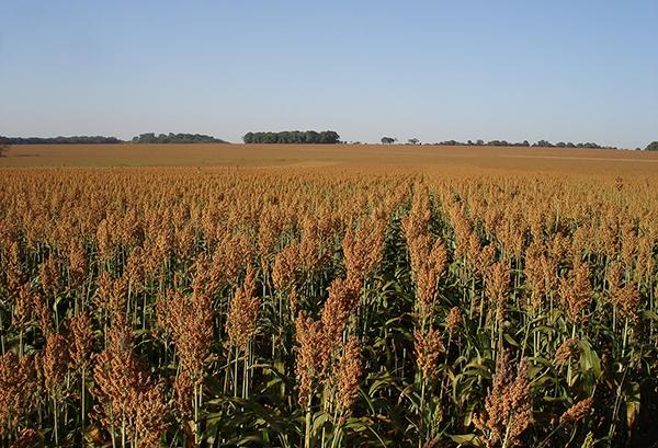 Sorgo