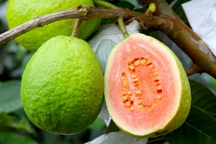 Goiaba paranaense gera receita de R$ 70 milhões e alimenta mercados de todo o País