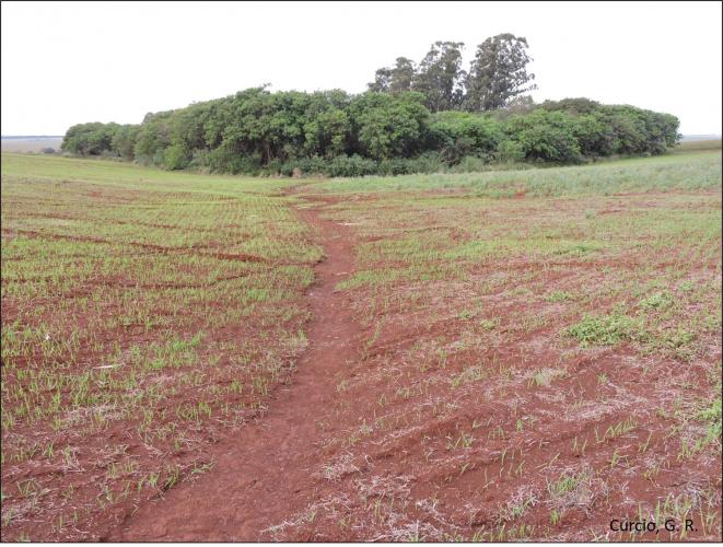 Figura 1 – Erosão em Latossolo Vermelho.