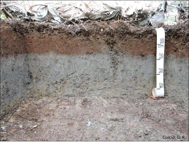 Figura 1 – Plintossolo Háplico fase soterrada.