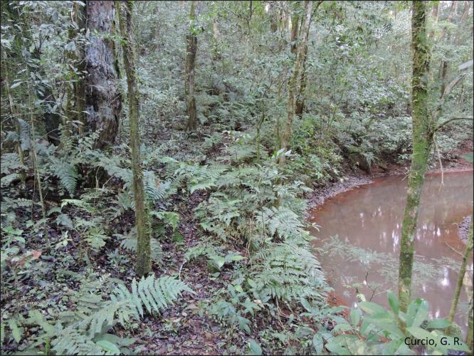 Figura 3 – Floresta ciliar em beira de rio.