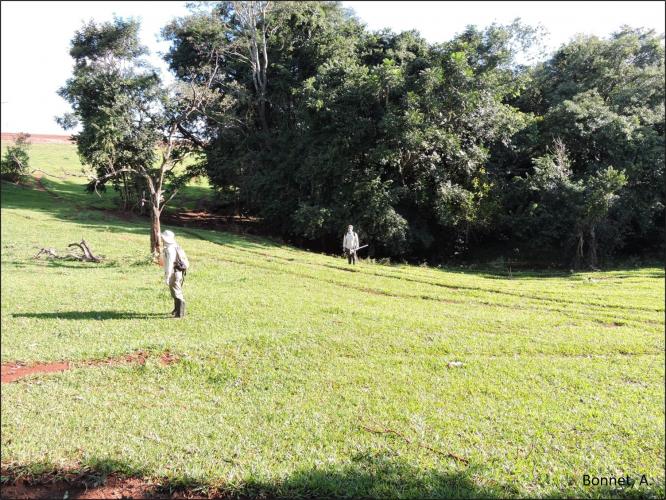 Figura 4 – Floresta ciliar em beira de nascente.