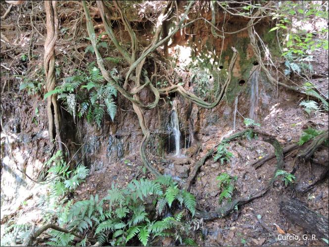 Figura 5 – Surgências hídricas em talude de Latossolo Vermelho-Amarelo.