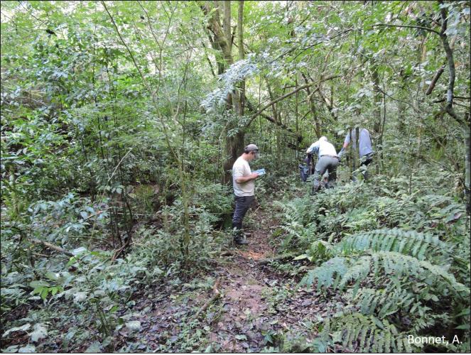 Figura 6 – Coleta de amostras de vegetação.