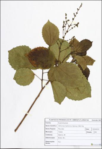Figura 8c - Exsicata de Alchornea triplinervia (Spreng.) M. Arg. - Pau-óleo.