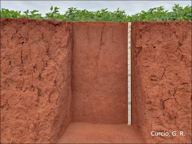 Figura 4 – Latossolo Vermelho Eutroférrico típico, Subplanalto Foz do Iguaçu.