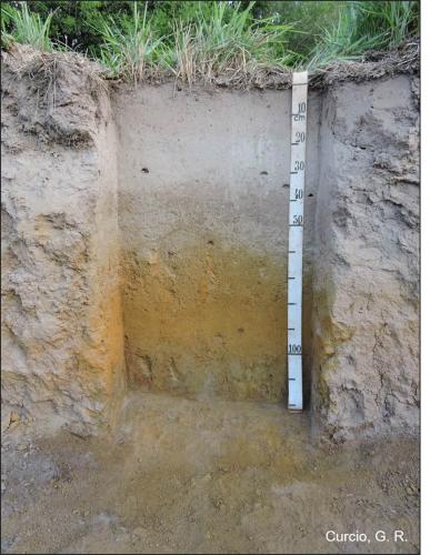 Figura 3 - Argissolo Amarelo textura  arenosa e média.