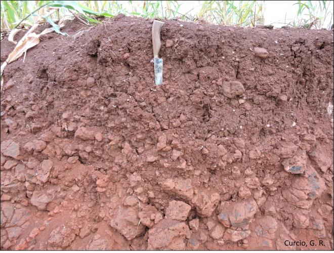 Figura 3 – Neossolo Regolítico.