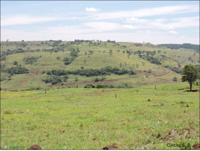 Figura 5 – Arbóreas em pastagem sobre Neossolos Regolítico e Litólico, Província Patamarizada.
