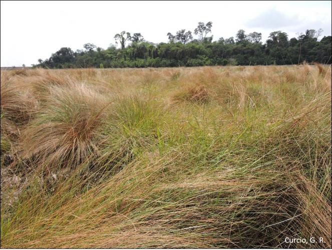 Figura 6 - Vegetação campestre em relevo doliniforme.