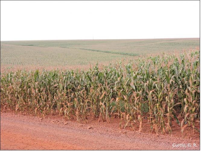 Figura 8 - Relevo doliniforme.