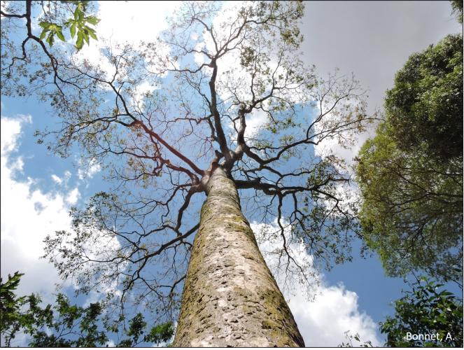 Figura 8 - tronco de Apuleia leiocarpa.