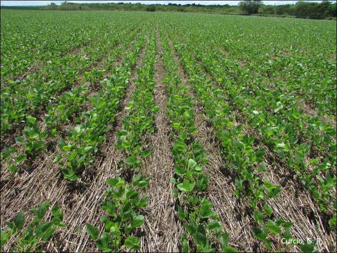 Topo da Pedossequência em relevo plano cultura de soja