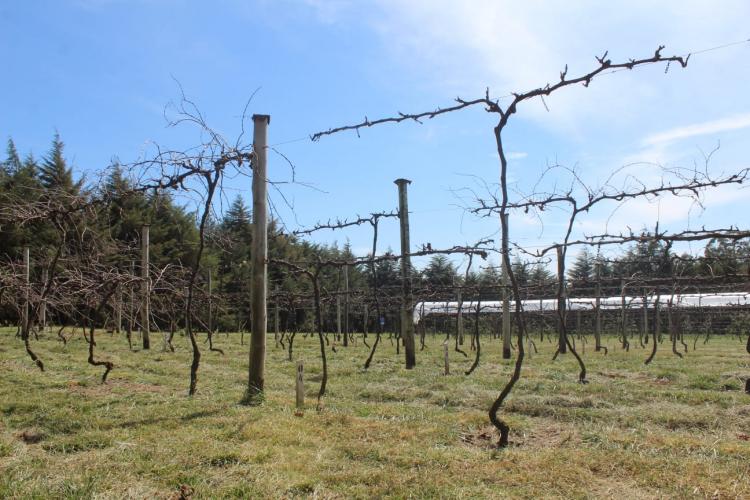 IDR-Paraná Santa Tereza do Oeste