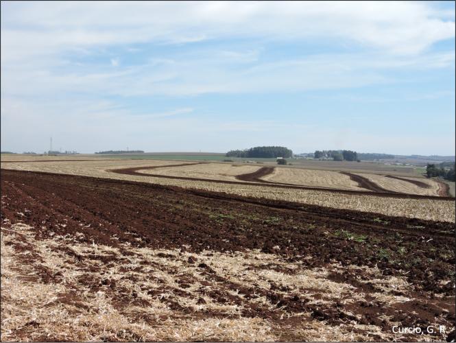 Figura 1 - Plantio direto em nível com terraceamento.