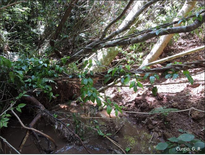 Figura 2 - Fluxo de massa em talude fluvial com queda de árvores.
